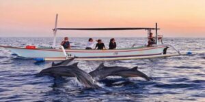 Dolphin Tour TRIP ( North of Bali )